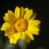 Fotografia 12 da espécie Chrysanthemum segetum do Jardim Botânico UTAD