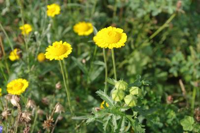 Fotografia da espécie Chrysanthemum segetum