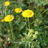 Fotografia 13 da espécie Chrysanthemum segetum do Jardim Botânico UTAD