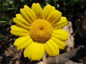 Fotografia da espécie Chrysanthemum segetum