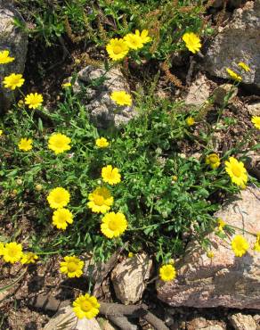 Fotografia 15 da espécie Chrysanthemum segetum no Jardim Botânico UTAD