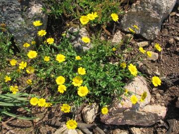 Fotografia da espécie Chrysanthemum segetum