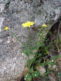Fotografia da espécie Chrysanthemum segetum