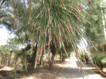 Fotografia da espécie Casuarina equisetifolia