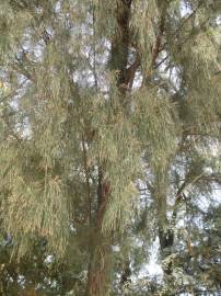 Fotografia da espécie Casuarina equisetifolia