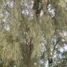 Fotografia 7 da espécie Casuarina equisetifolia do Jardim Botânico UTAD