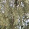Fotografia 7 da espécie Casuarina equisetifolia do Jardim Botânico UTAD