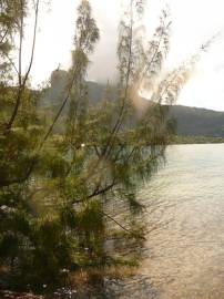 Fotografia da espécie Casuarina equisetifolia