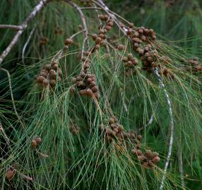 Fotografia da espécie Casuarina equisetifolia