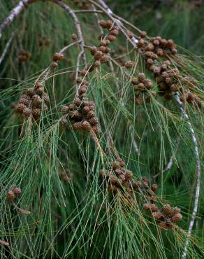 Fotografia 10 da espécie Casuarina equisetifolia no Jardim Botânico UTAD