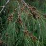 Fotografia 10 da espécie Casuarina equisetifolia do Jardim Botânico UTAD