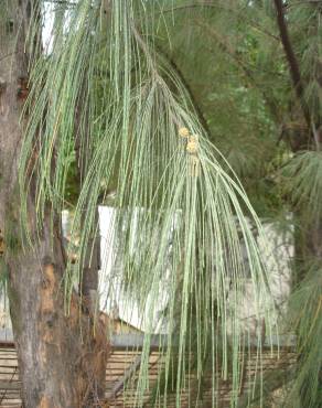 Fotografia 11 da espécie Casuarina equisetifolia no Jardim Botânico UTAD
