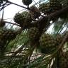 Fotografia 12 da espécie Casuarina equisetifolia do Jardim Botânico UTAD