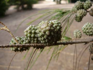 Fotografia da espécie Casuarina equisetifolia