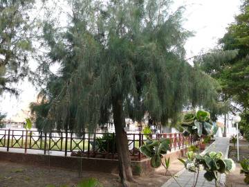 Fotografia da espécie Casuarina equisetifolia