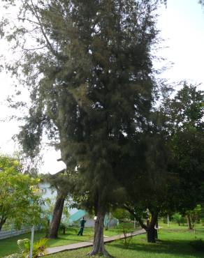 Fotografia 17 da espécie Casuarina equisetifolia no Jardim Botânico UTAD