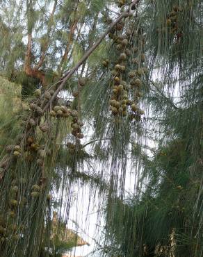 Fotografia 18 da espécie Casuarina equisetifolia no Jardim Botânico UTAD