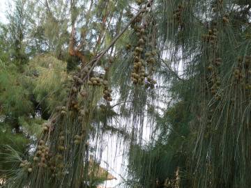 Fotografia da espécie Casuarina equisetifolia