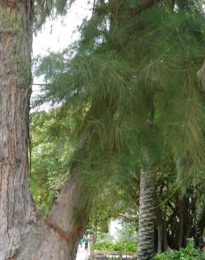 Fotografia 19 da espécie Casuarina equisetifolia no Jardim Botânico UTAD