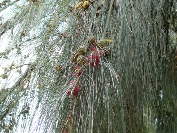 Fotografia da espécie Casuarina equisetifolia