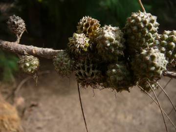 Fotografia da espécie Casuarina equisetifolia