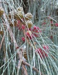 Casuarina equisetifolia