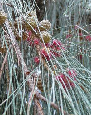 Fotografia 1 da espécie Casuarina equisetifolia no Jardim Botânico UTAD