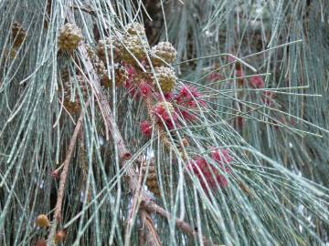 Fotografia da espécie Casuarina equisetifolia