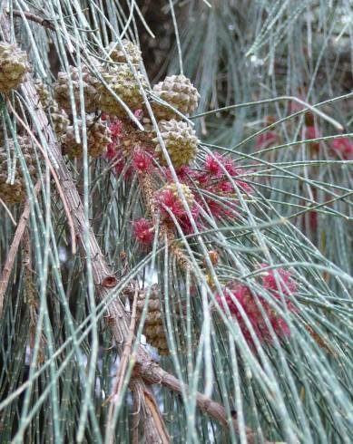 Fotografia de capa Casuarina equisetifolia - do Jardim Botânico