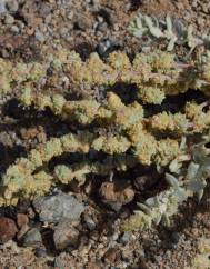 Atriplex glauca