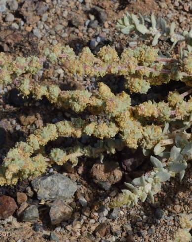 Fotografia de capa Atriplex glauca - do Jardim Botânico