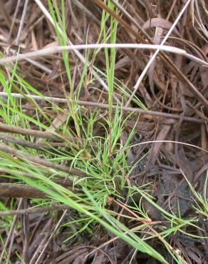 Fotografia 4 da espécie Agrostis canina no Jardim Botânico UTAD