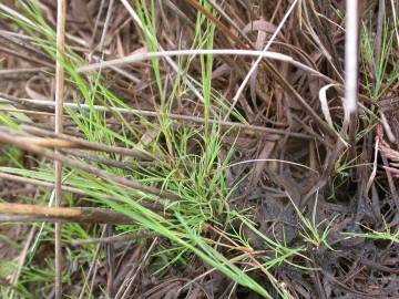 Fotografia da espécie Agrostis canina