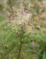 Agrostis canina