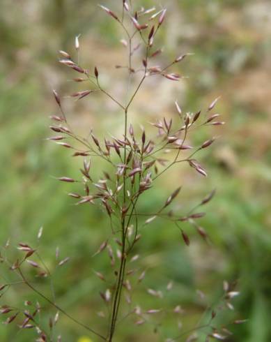 Fotografia de capa Agrostis canina - do Jardim Botânico