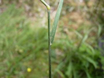 Fotografia da espécie Agrostis canina