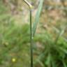 Fotografia 5 da espécie Agrostis canina do Jardim Botânico UTAD