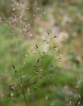 Fotografia 6 da espécie Agrostis canina no Jardim Botânico UTAD