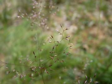 Fotografia da espécie Agrostis canina