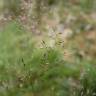 Fotografia 6 da espécie Agrostis canina do Jardim Botânico UTAD