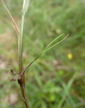 Fotografia 7 da espécie Agrostis canina no Jardim Botânico UTAD