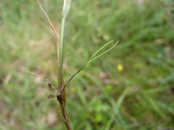 Fotografia da espécie Agrostis canina