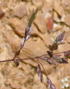 Fotografia 8 da espécie Agrostis canina no Jardim Botânico UTAD