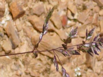 Fotografia da espécie Agrostis canina