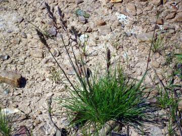 Fotografia da espécie Agrostis canina