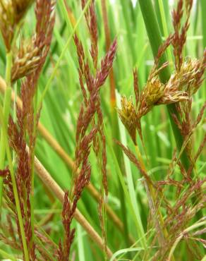 Fotografia 11 da espécie Agrostis canina no Jardim Botânico UTAD