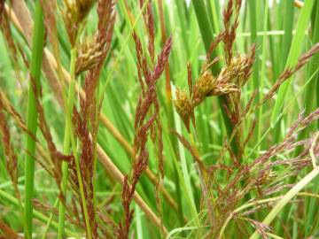 Fotografia da espécie Agrostis canina