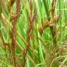 Fotografia 11 da espécie Agrostis canina do Jardim Botânico UTAD