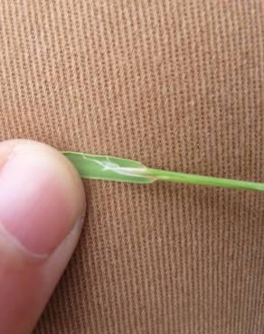 Fotografia 12 da espécie Agrostis canina no Jardim Botânico UTAD