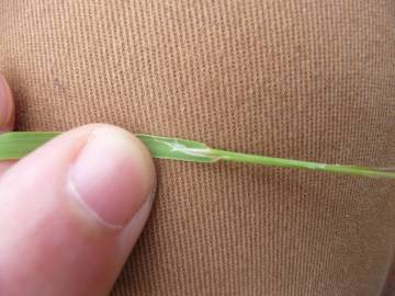 Fotografia da espécie Agrostis canina